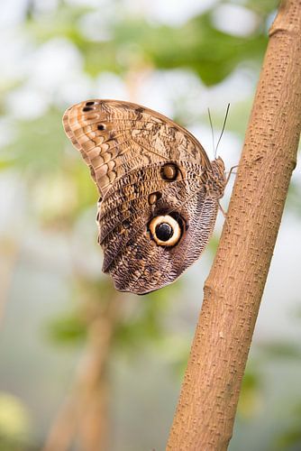 vlinder in prachtige kleuren