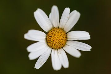 Margriet van Paul Oosterlaak