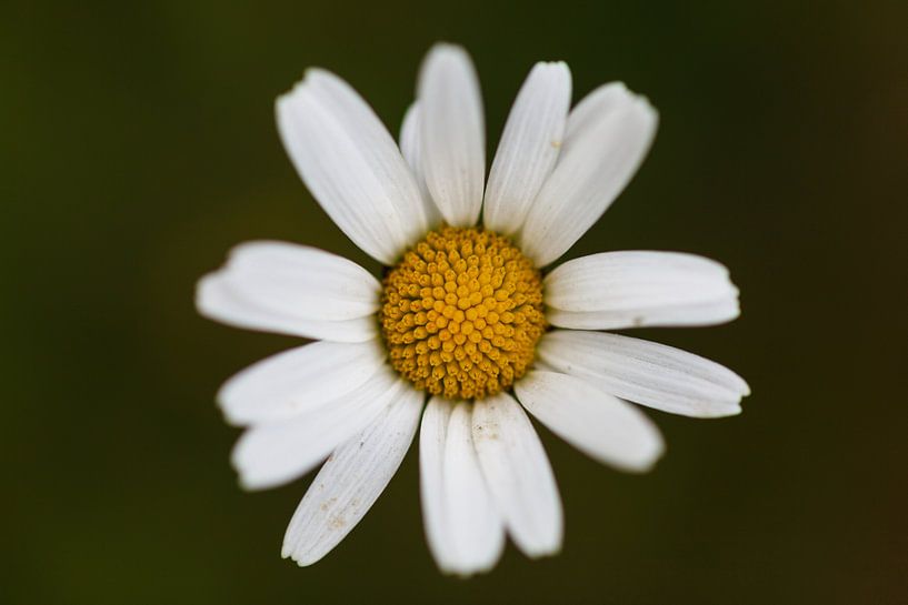 Daisy by Paul Oosterlaak