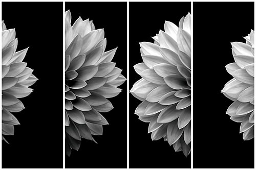 Deconstructed Portrait of a Dahlia VII – Black and White