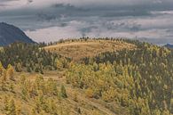 Autumn in Switzerland by Bas Koster thumbnail
