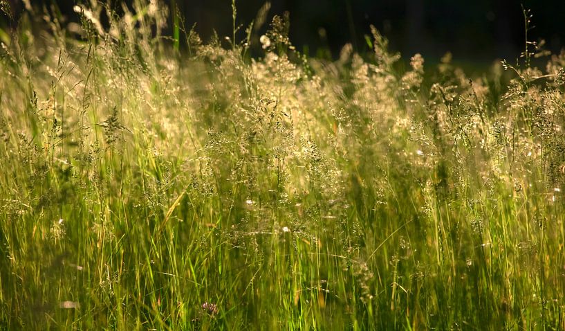 Grasses by Thomas Jäger