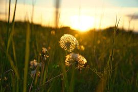Pusteblume zum Sonnenuntergang mit bokeh.