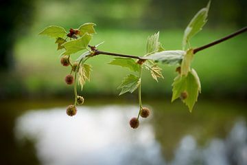 Esdoornbladige plataan in de lente van Heiko Kueverling