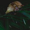 Tarsier dans un refuge aux Philippines | photographie animaux Bohol sur Ken Tempelers