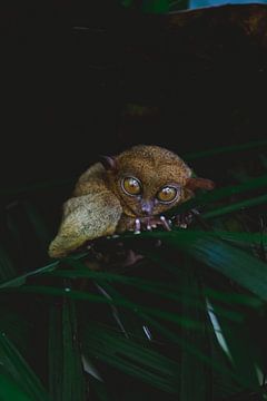 Tarsier in een opvang in de Filipijnen | fotografie dieren Bohol van Ken Tempelers