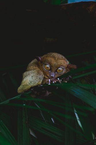 Tarsier in een opvang in de Filipijnen | fotografie dieren Bohol