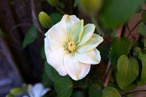 De eerste bloemen in de tuin in het Emsland