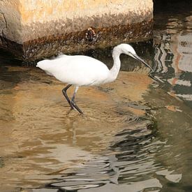 Kleine witte reiger in Venetië. van Jan Katuin