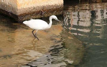 Petit héron blanc à Venise. sur Jan Katuin