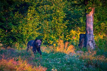 Brown bear in bo by Antwan Janssen