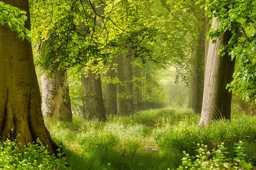 Forest path with beech trees