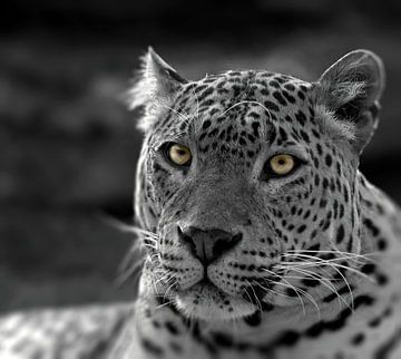 Panther`s eyes by Nildo Scoop