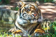 De "Trots" van een Sumatraanse tijger van Kaj Hendriks thumbnail