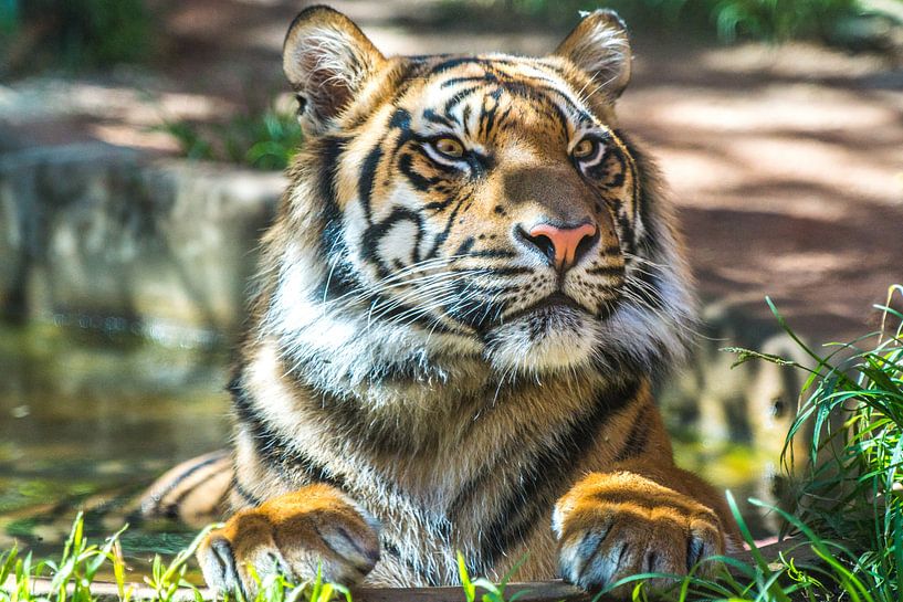 De "Trots" van een Sumatraanse tijger van Kaj Hendriks