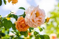 Rozen