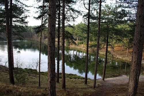 Westenschouwen Forestry water