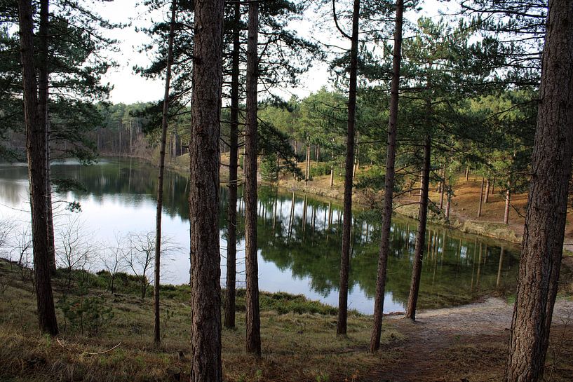 Westenschouwen Forstwirtschaftliches Wasser von Angela Saman