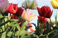 Tulpen