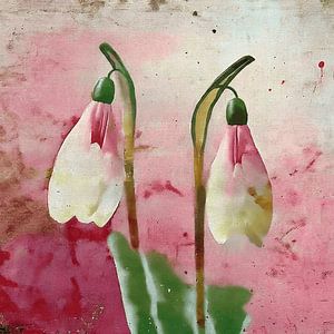 Frühling! Zwei zarte Schneeglöckchen in Rosa- und Grüntönen