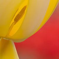 abstracte tulp