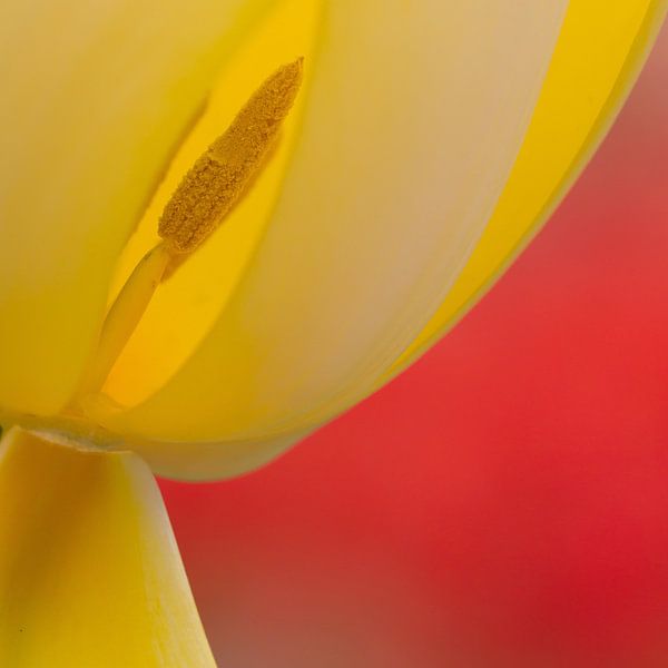 abstracte tulp by Maura Klumper