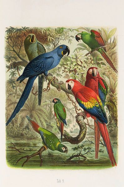 Tropical paradise birds, Anton Reichenow by Teylers Museum