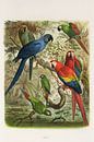 Tropical paradise birds, Anton Reichenow by Teylers Museum thumbnail