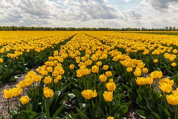 Tulpenveld van Yanuschka Fotografie | Noordwijk