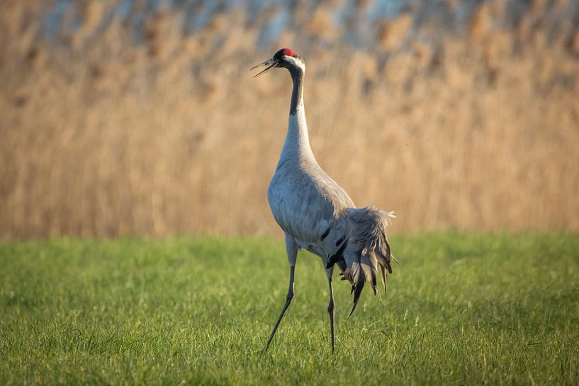 Kraan in Mecklenburg van Tobias Luxberg