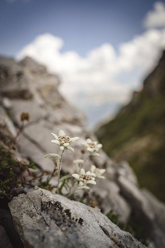 Edelweiss in de Dolomieten in vintage stijl