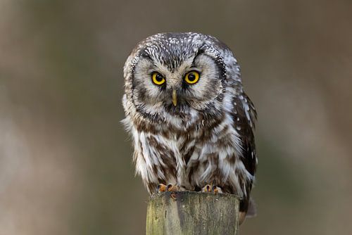 Waldkauz im Wald