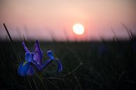 Iris veld met zonsondergang von ProPhoto Pictures Miniaturansicht
