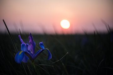 Iris veld met zonsondergang van ProPhoto Pictures