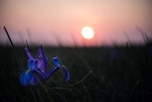 Iris veld met zonsondergang