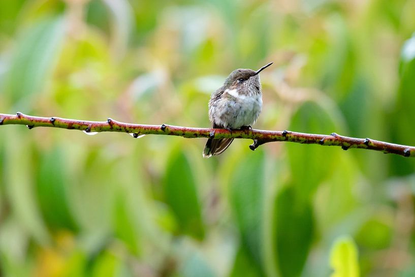 Kolibri van Merijn Loch