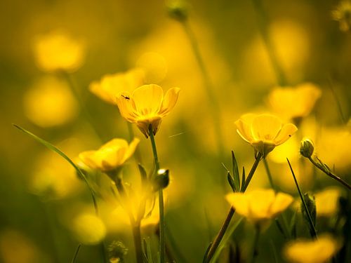 Buttercups by Willemijn Wolthaus
