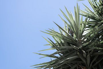 Uitzicht van een Italiaans zomers van DsDuppenPhotography