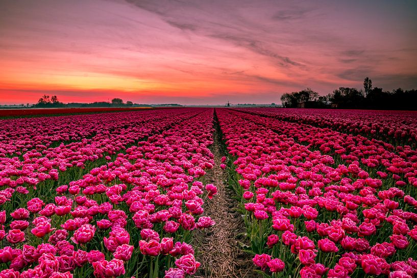 Red Tulips by peterheinspictures