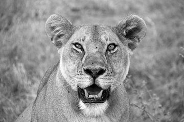 Wildlife Tanzania, leeuwin (zwart-wit) van Megan Schouten