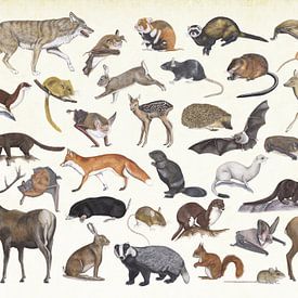 Säugetiere der Niederlande. von Jasper de Ruiter