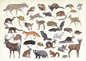 Säugetiere der Niederlande. von Jasper de Ruiter