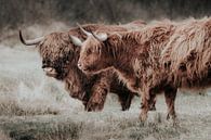 Schotse hooglanders in Hollands Duin van Melissa Peltenburg thumbnail