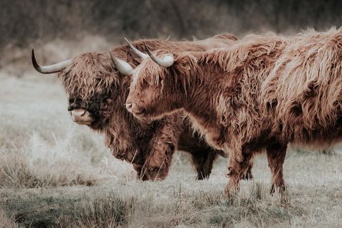 Schotse hooglanders in Hollands Duin