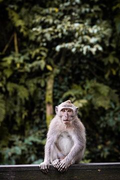 Balinese langstaartmakaken in Ubud, Bali van HappyTravelSpots