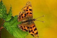 Schmetterling auf Blatt