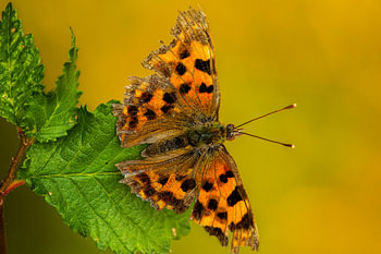 Schmetterling auf Blatt
