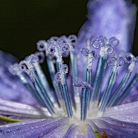 Drops on chicory by Anne Ponsen