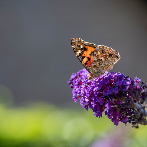 Atalanta-Schmetterling