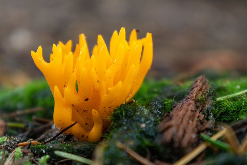 Korallenpilz von Lianne van Dijk